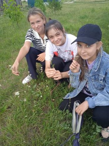 Эколята изучают местную растительность